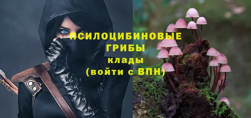 Галлюциногенные грибы Psilocybe  Корсаков 