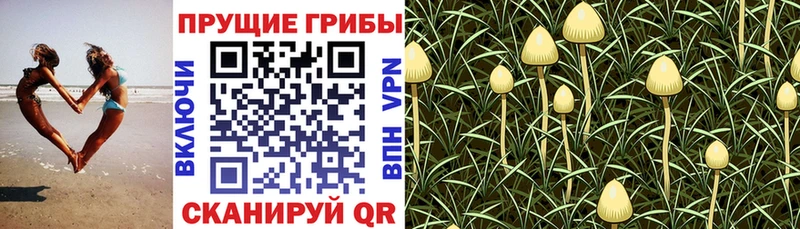 наркошоп  Корсаков  Псилоцибиновые грибы мицелий 